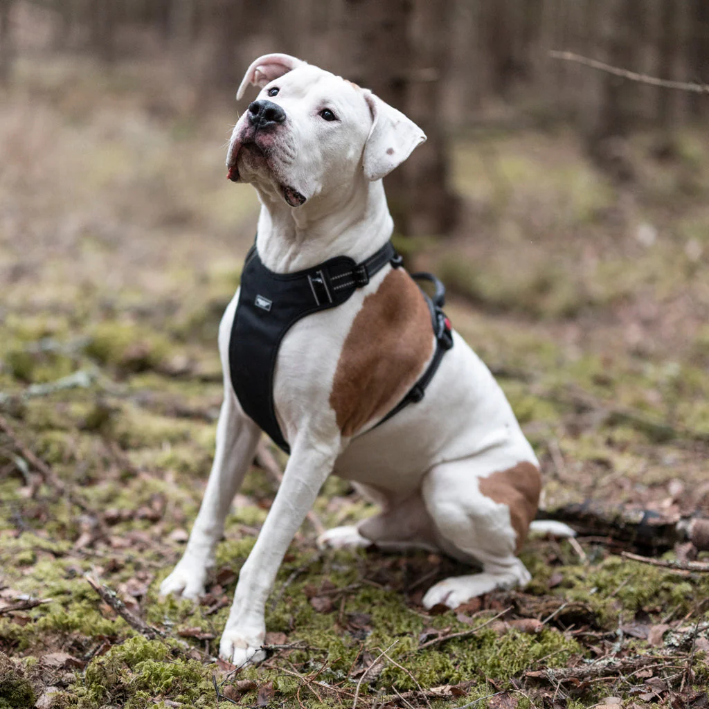 Grimfrost's Dog Harness - Image 2